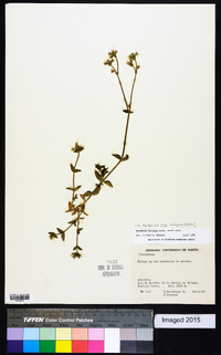 Cerastium fontanum subsp. vulgare image