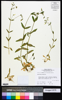 Cerastium nutans image