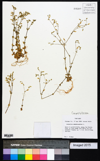 Cerastium semidecandrum image