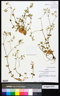 Cerastium viscosum image