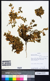 Image of Cerastium mucronatum