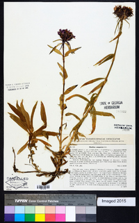 Dianthus barbatus subsp. compactus image