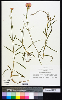 Dianthus seguieri image