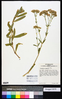 Gypsophila oldhamiana image