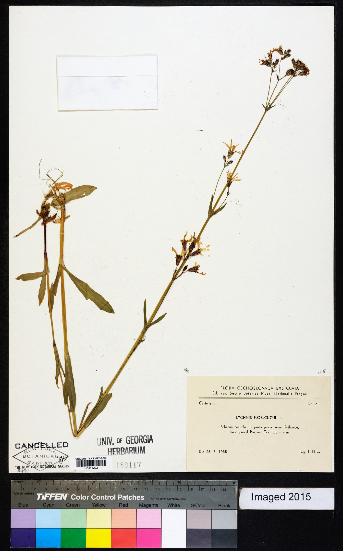 Silene flos-cuculi image