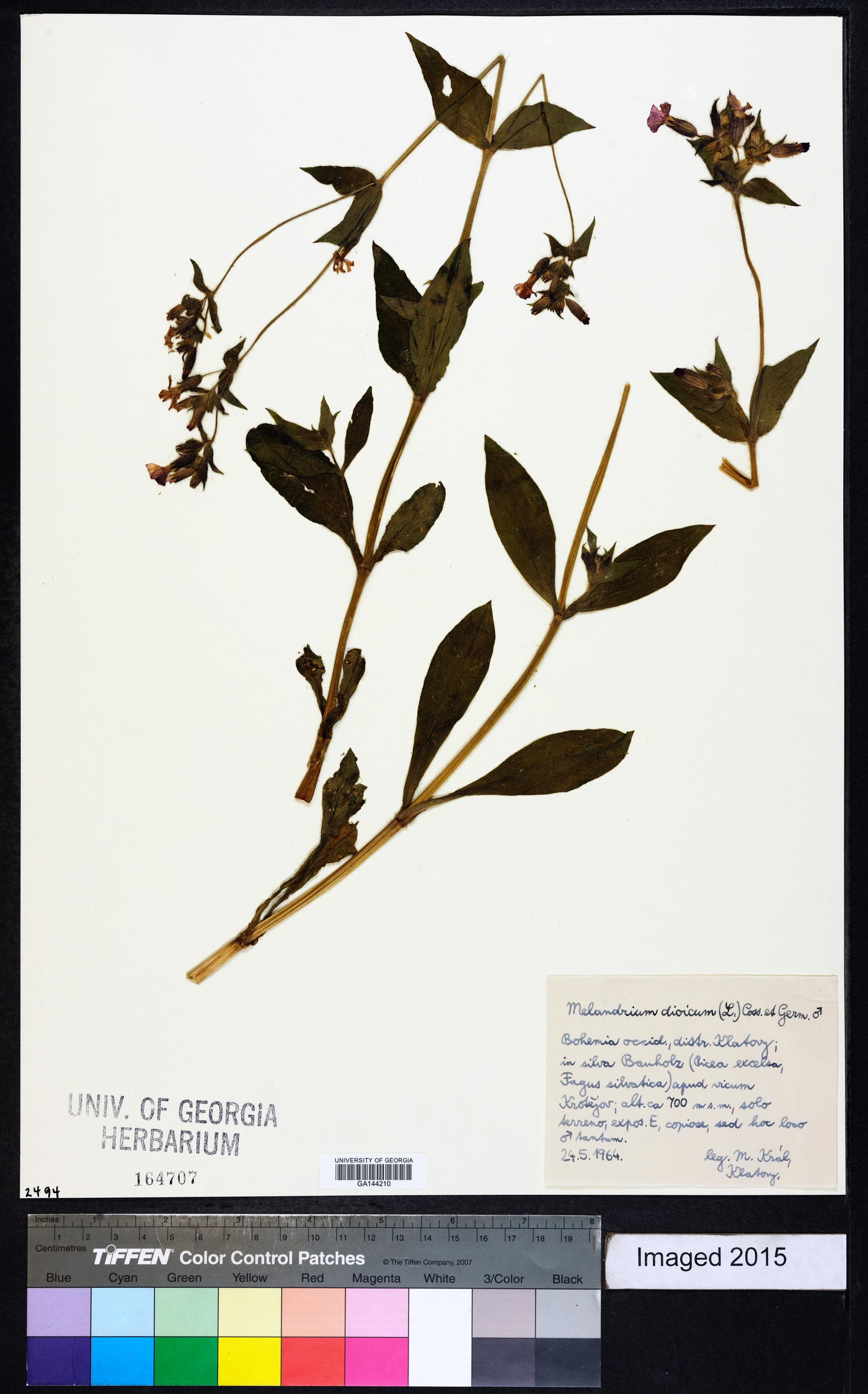 Silene dioica image