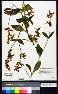 Silene dioica image