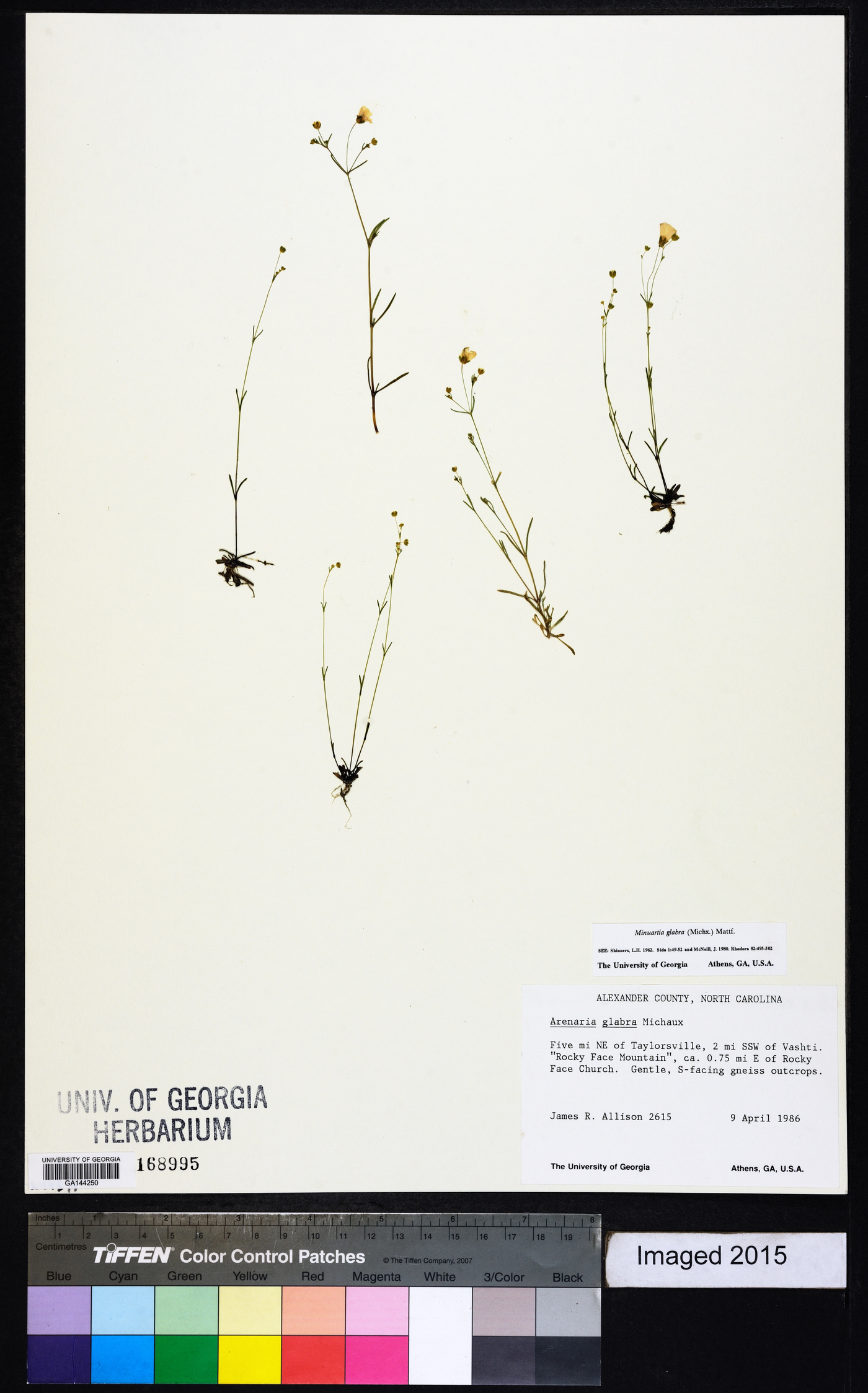 Sabulina glabra image