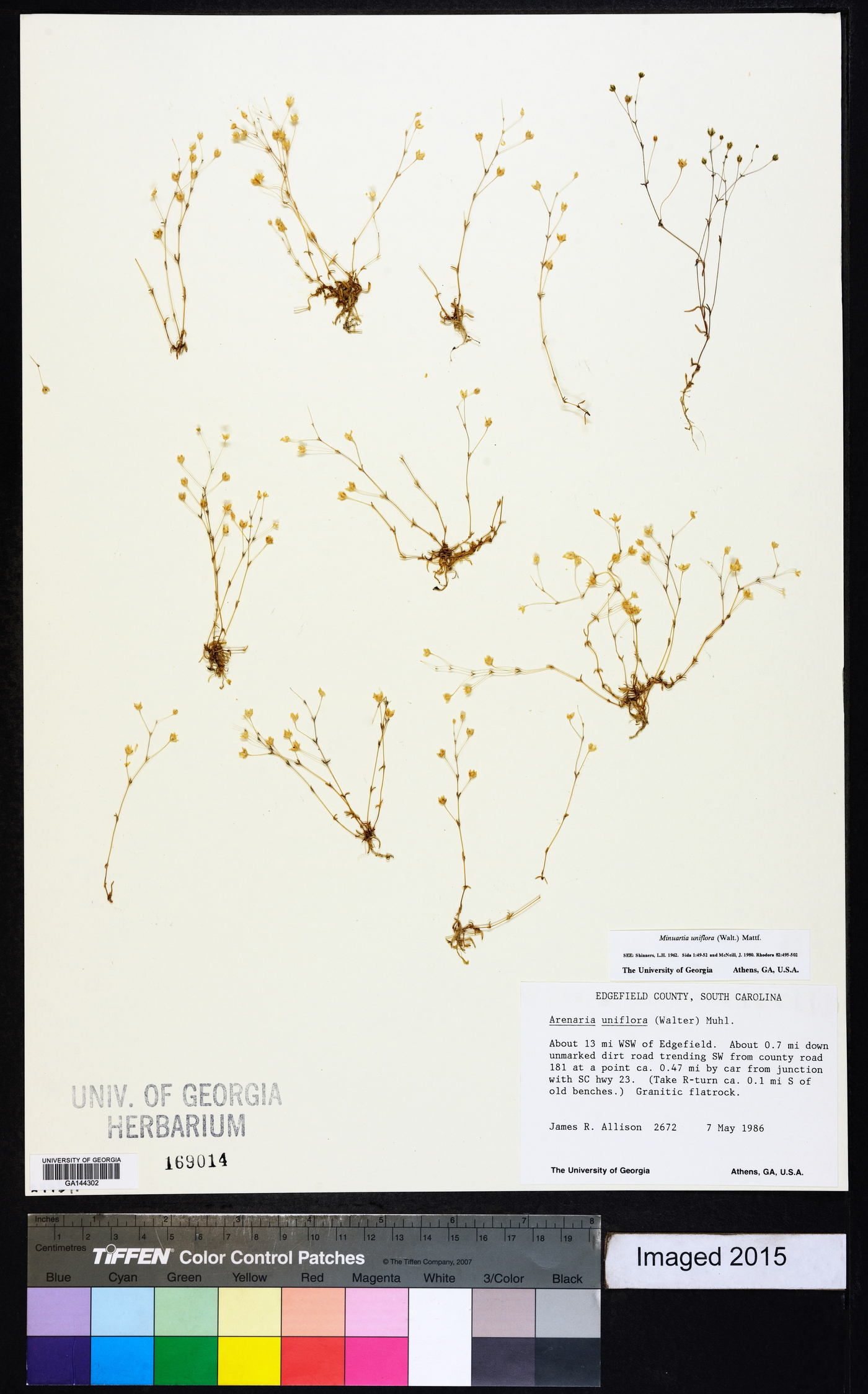 Mononeuria uniflora image