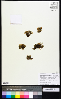 Sabulina austromontana image