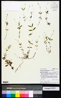 Moehringia lateriflora image