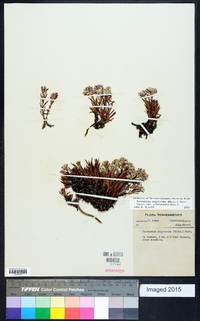 Paronychia argyrocoma image