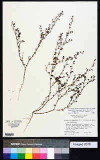 Paronychia baldwinii image