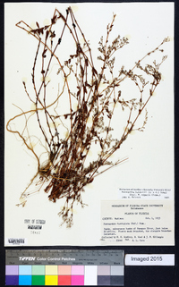 Paronychia baldwinii image