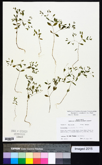 Paronychia canadensis image