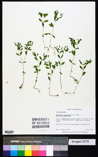 Paronychia canadensis image