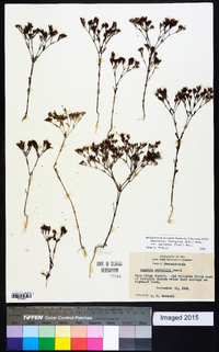 Paronychia fastigiata var. nuttallii image