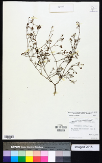 Paronychia patula image