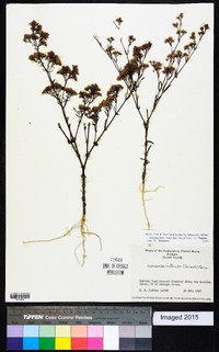 Paronychia rugelii image