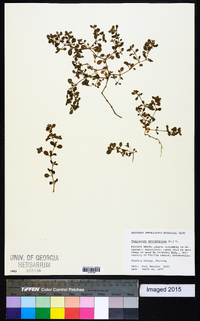 Polycarpon tetraphyllum image