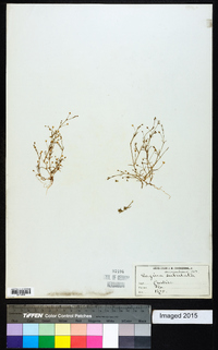 Sagina decumbens image