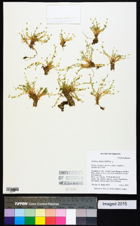 Sagina procumbens image