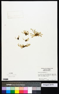 Sagina procumbens image