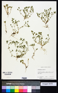 Scleranthus annuus image