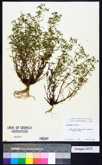 Scleranthus annuus image