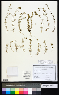 Scleranthus annuus image