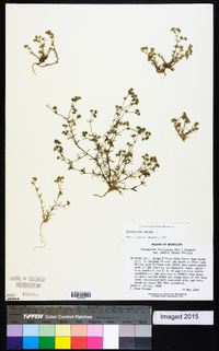 Scleranthus annuus image