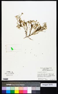 Scleranthus annuus image