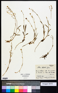 Silene alpestris image