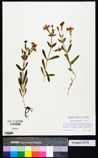 Silene laciniata image