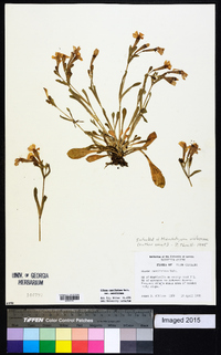 Silene caroliniana image