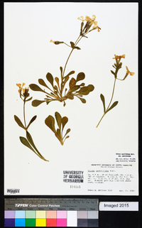 Silene caroliniana subsp. caroliniana image