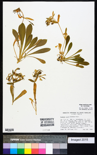 Silene caroliniana image