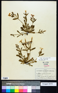 Silene caroliniana subsp. caroliniana image