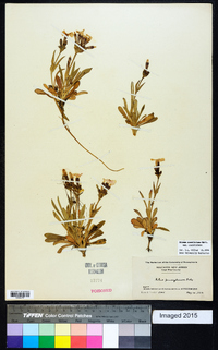 Silene caroliniana subsp. caroliniana image