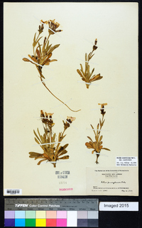 Silene caroliniana image