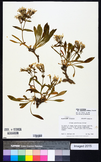 Silene caroliniana subsp. pensylvanica image