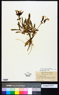 Silene caroliniana image