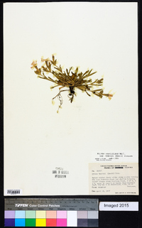 Silene caroliniana image