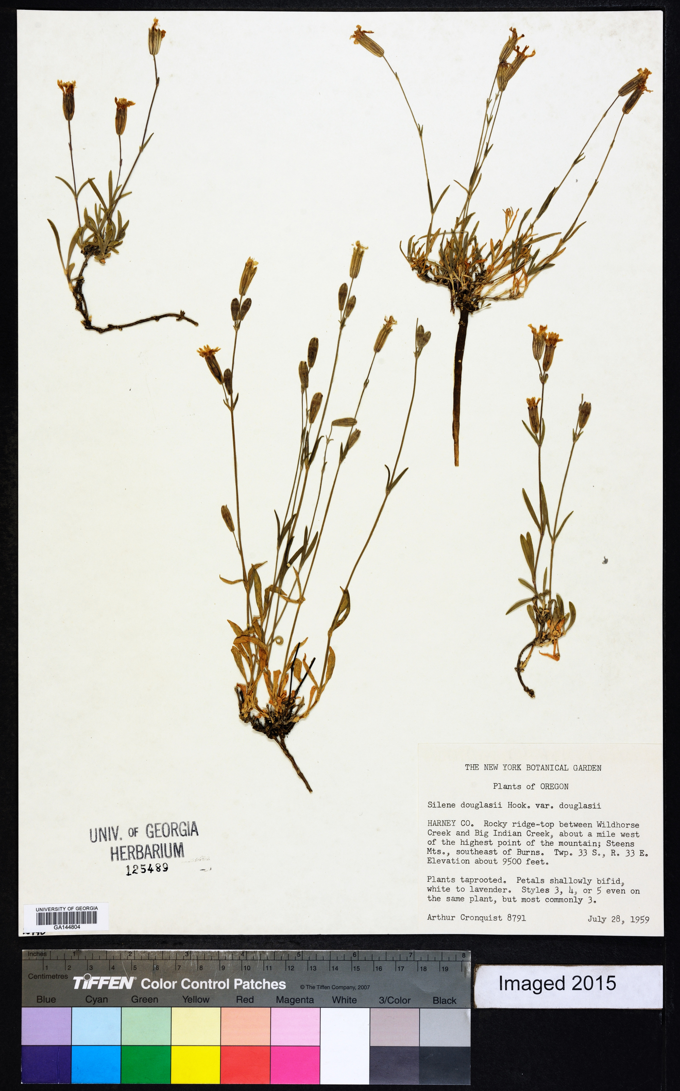 Silene douglasii var. douglasii image