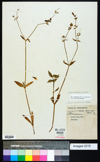 Silene latifolia image