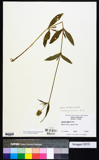 Silene latifolia image