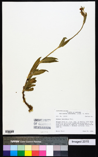 Silene latifolia image