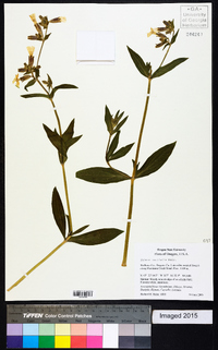 Silene latifolia image