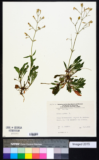 Silene nutans image