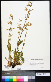 Silene nutans image